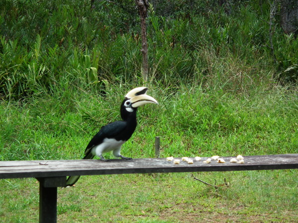 Malaysia Borneo Sabah with Half Day Labuk Bay Sanctuary Tour